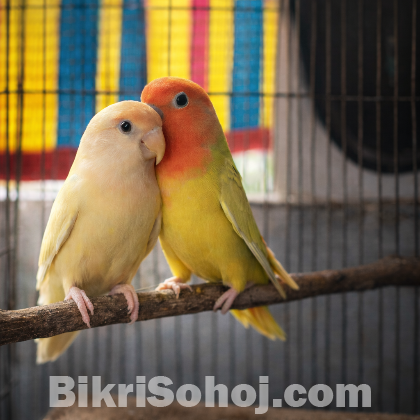Lovebird